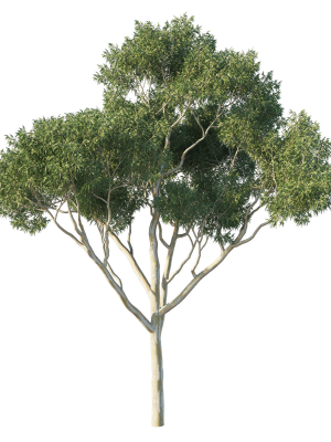 Eucalyptus Tree 04