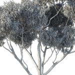 Eucalyptus Tree 04