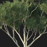 Eucalyptus Tree 04