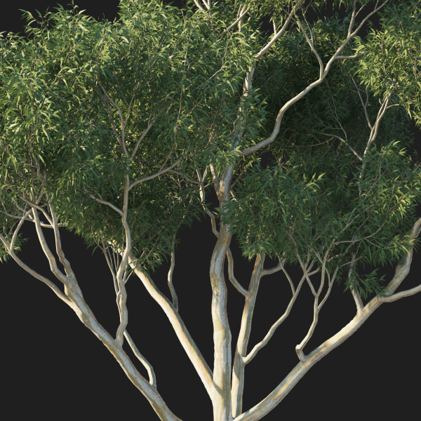 Eucalyptus Tree 04
