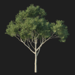 Eucalyptus Tree 04