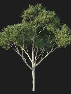 eucalyptus-tree-04-3d-model-bd7a261d1e