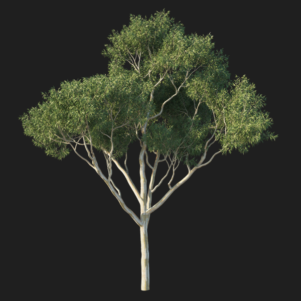 Eucalyptus Tree 04