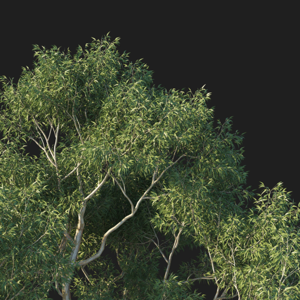 Eucalyptus Tree 04