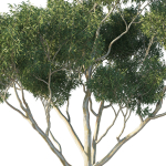 Eucalyptus Tree 04