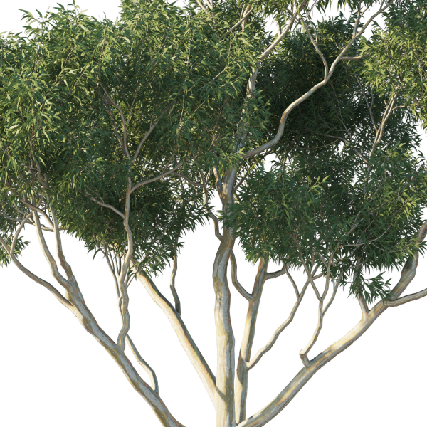 Eucalyptus Tree 04