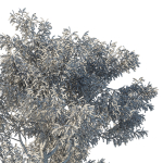 Eucalyptus Tree 05
