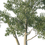 Eucalyptus Tree 05