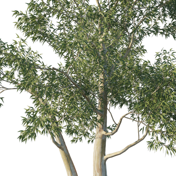 Eucalyptus Tree 05