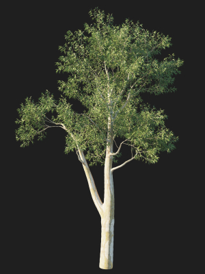 eucalyptus-tree-05-3d-model-38c9602489