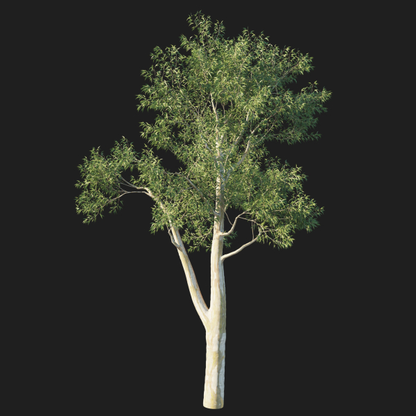 Eucalyptus Tree 05
