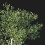 Eucalyptus Tree 05