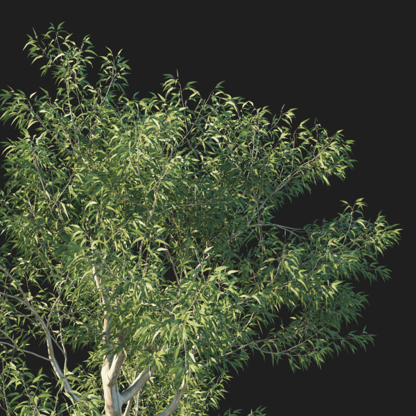 Eucalyptus Tree 05