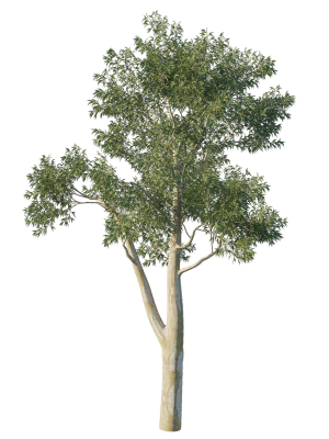 Eucalyptus Tree 05