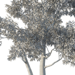 Eucalyptus Tree 05