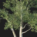 Eucalyptus Tree 05