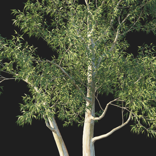 Eucalyptus Tree 05