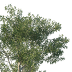 Eucalyptus Tree 05