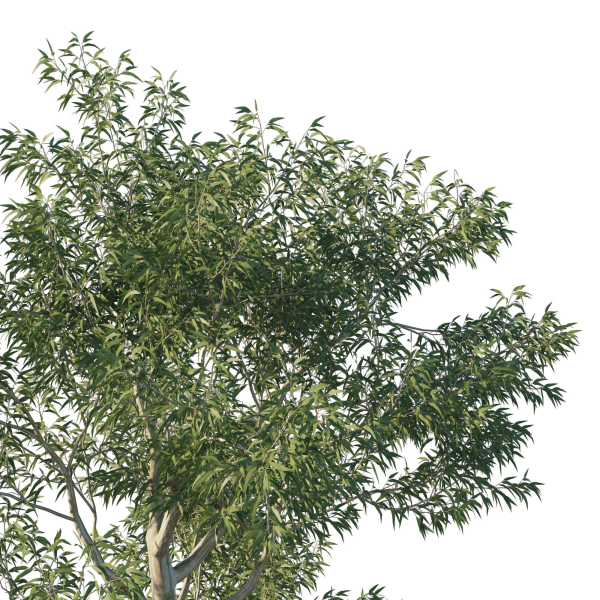 Eucalyptus Tree 05
