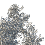 Eucalyptus Tree 06
