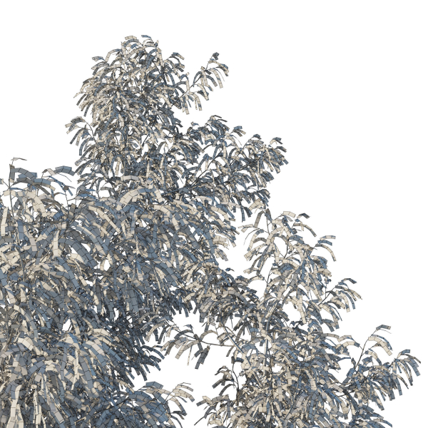 Eucalyptus Tree 06