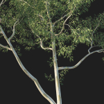 Eucalyptus Tree 06