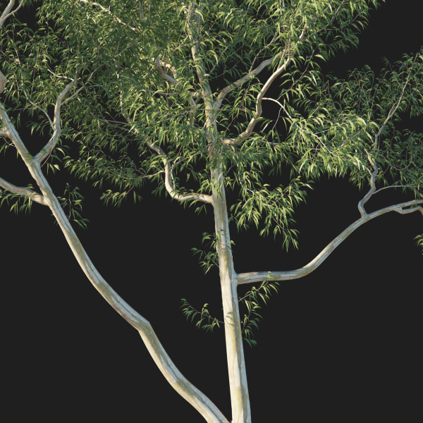 Eucalyptus Tree 06
