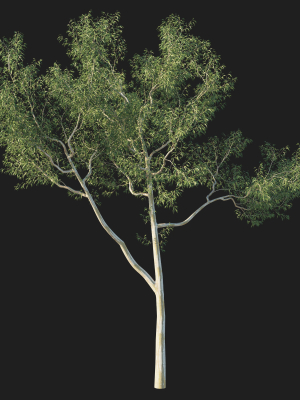 eucalyptus-tree-06-3d-model-4f79550144