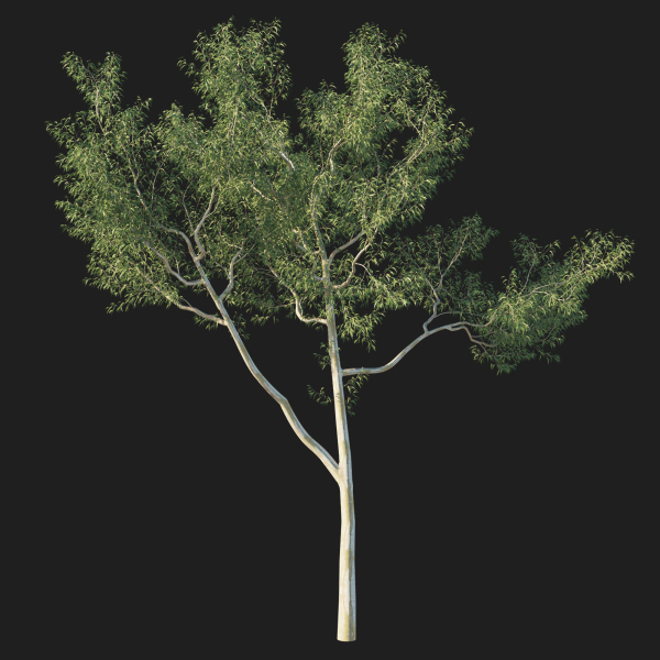 Eucalyptus Tree 06