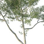 Eucalyptus Tree 06