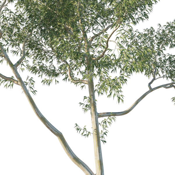 Eucalyptus Tree 06