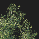 Eucalyptus Tree 06
