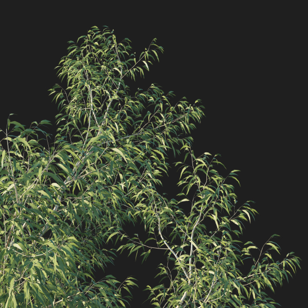 Eucalyptus Tree 06