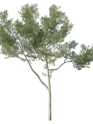 Eucalyptus Tree 06