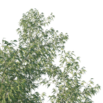 Eucalyptus Tree 06