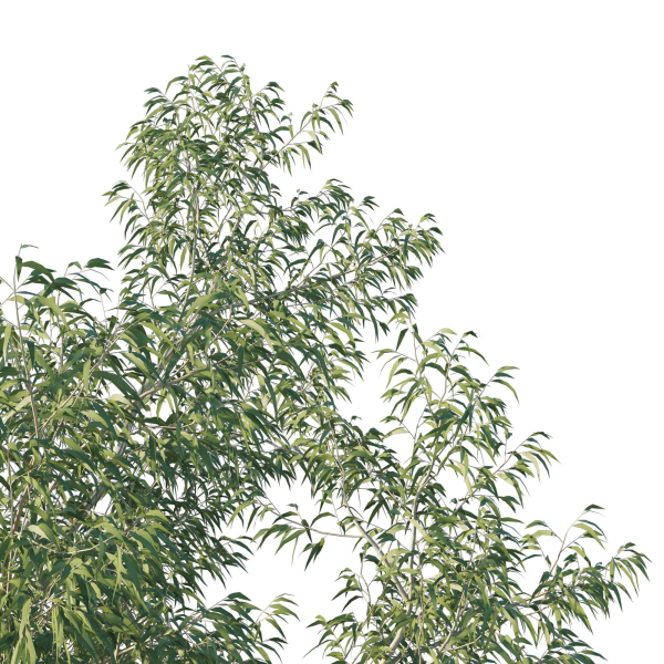 Eucalyptus Tree 06