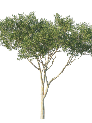 Eucalyptus Tree 07