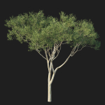 Eucalyptus Tree 07