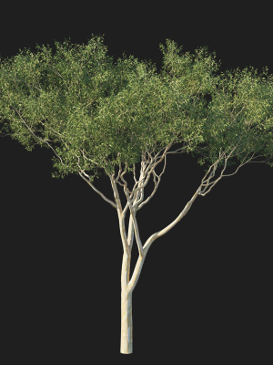 eucalyptus-tree-07-3d-model-15d3f0cd15