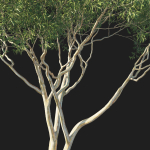 Eucalyptus Tree 07