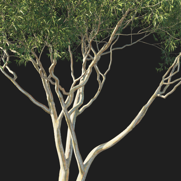 Eucalyptus Tree 07