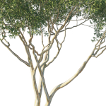 Eucalyptus Tree 07