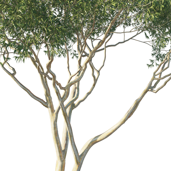 Eucalyptus Tree 07