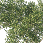 Eucalyptus Tree 07