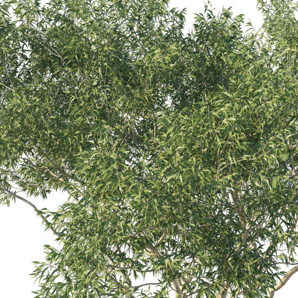 Eucalyptus Tree 07