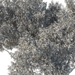 Eucalyptus Tree 07
