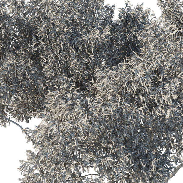 Eucalyptus Tree 07