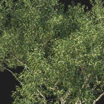 Eucalyptus Tree 07