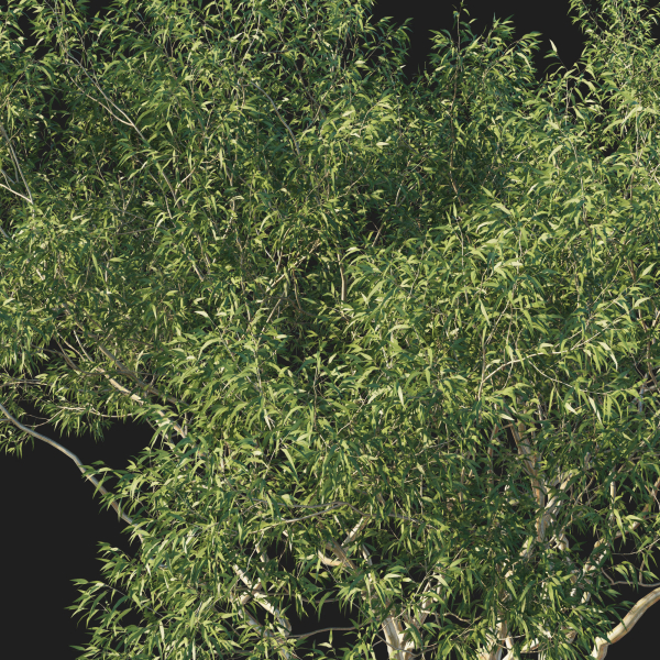 Eucalyptus Tree 07