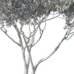 Eucalyptus Tree 07